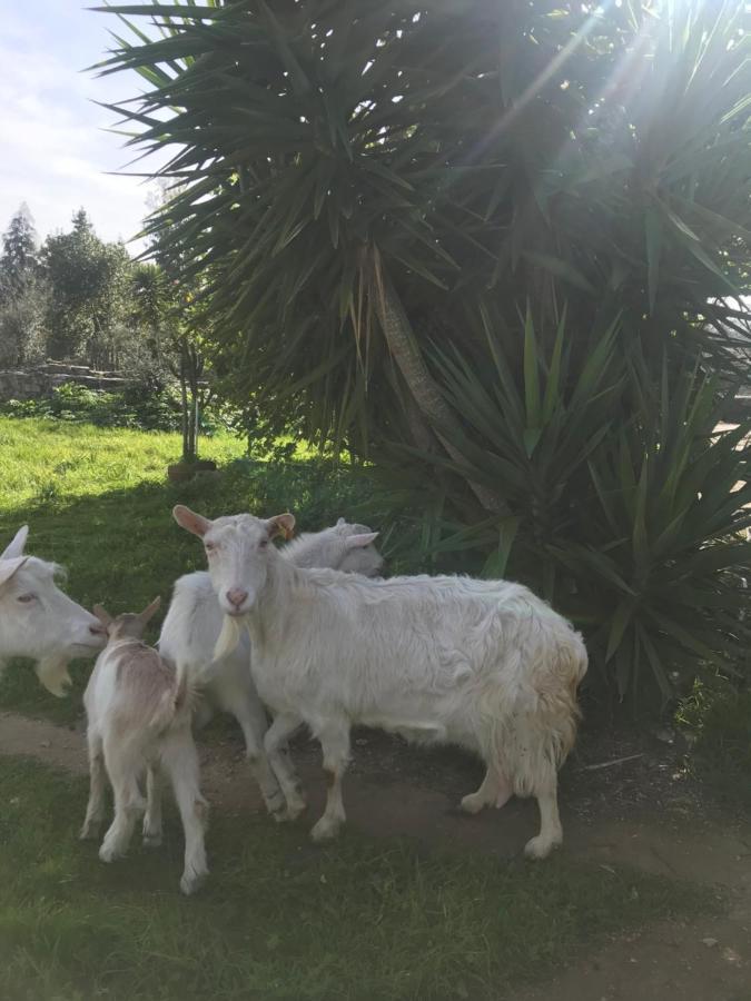 פנלה Casa De Chanca מראה חיצוני תמונה